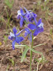 blue larkspur (Delphinium bicolor)
